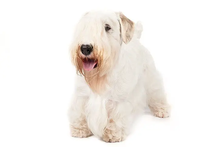 Hình ảnh chó Sealyham Terrier dễ thương 16