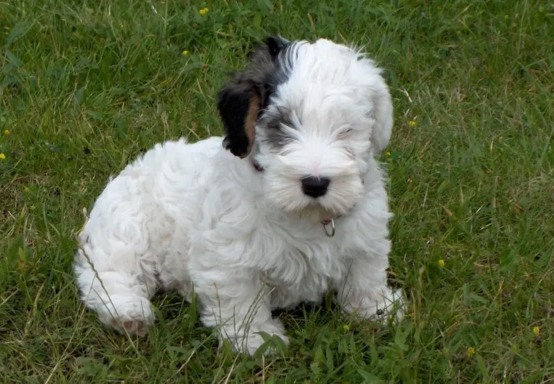 Hình ảnh chó Sealyham Terrier dễ thương 17