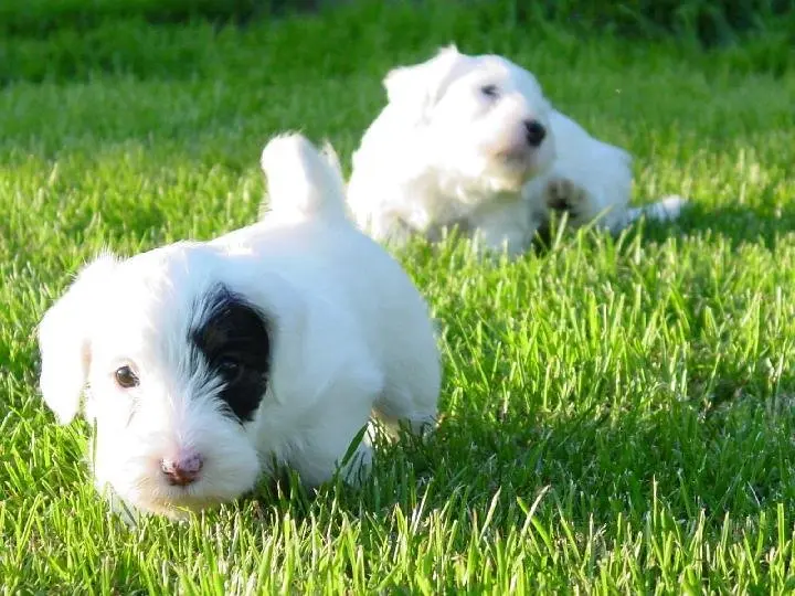 Hình ảnh chó Sealyham Terrier dễ thương 18