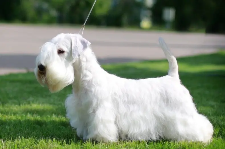 Hình ảnh chó Sealyham Terrier dễ thương 19