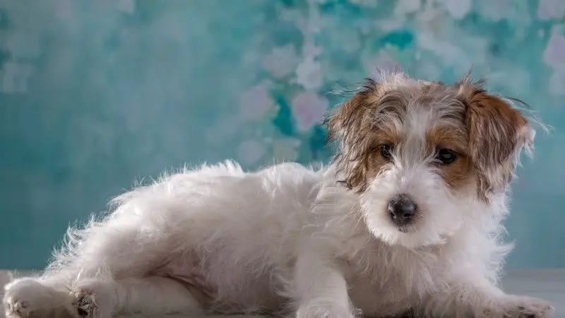 Hình ảnh chó Sealyham Terrier dễ thương 20