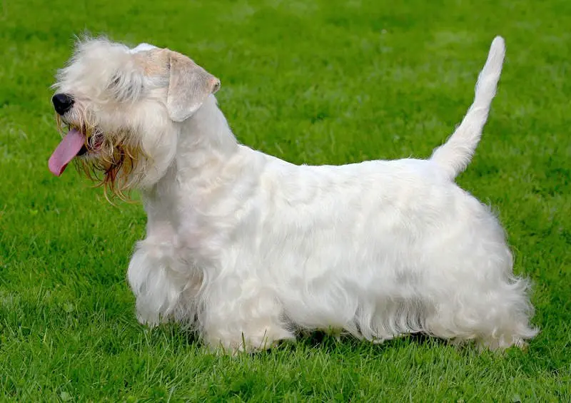 Hình ảnh chó Sealyham Terrier dễ thương 21