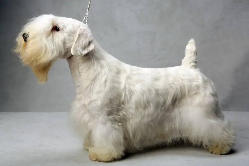 Hình ảnh chó Sealyham Terrier dễ thương 22