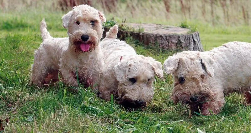 Hình ảnh chó Sealyham Terrier dễ thương 23