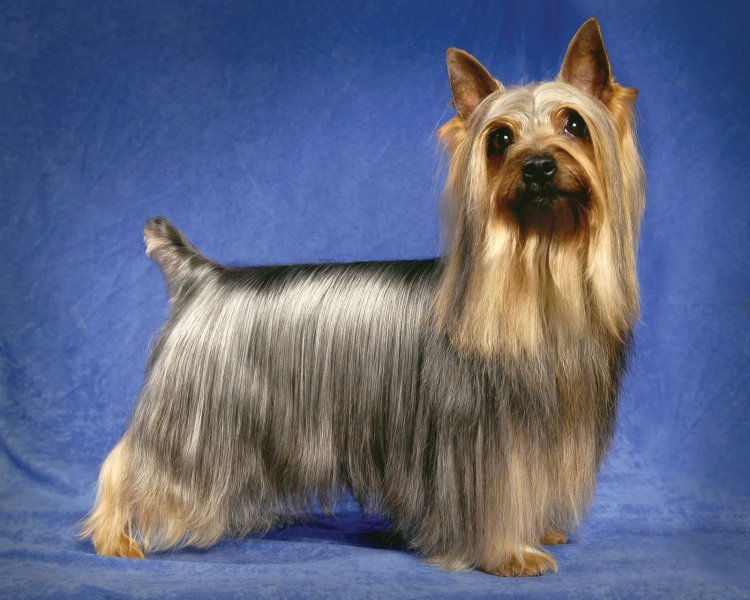 Nguồn gốc của chó Silky Terrier