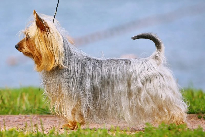 Cách chăm sóc chó Silky Terrier 1