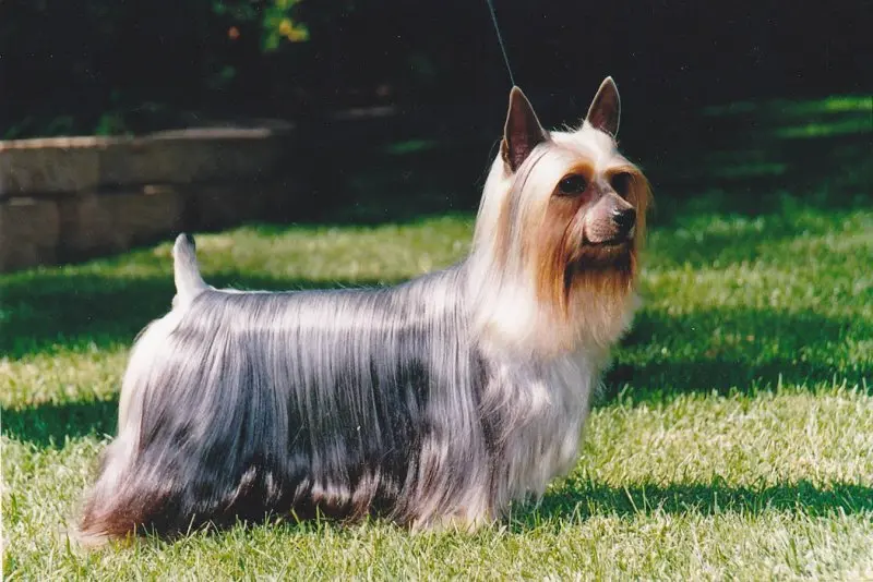 Một số hình ảnh chó Silky Terrier 1