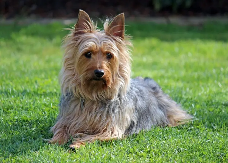 Một số hình ảnh chó Silky Terrier 3