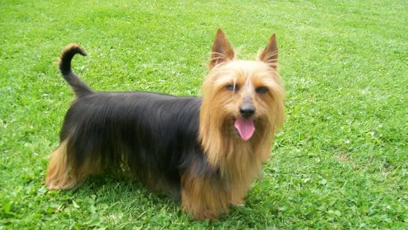 Một số hình ảnh chó Silky Terrier 4