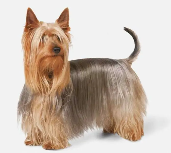 Một số hình ảnh chó Silky Terrier 5