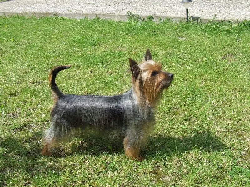 Một số hình ảnh chó Silky Terrier 6