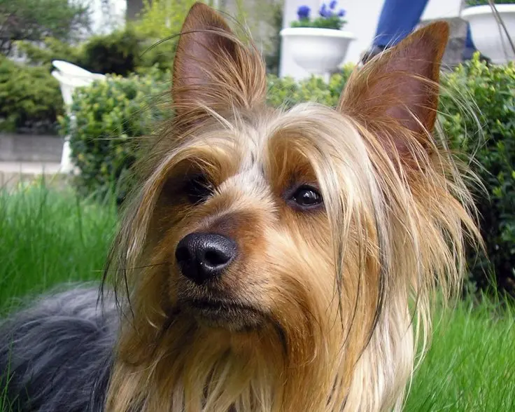 Một số hình ảnh chó Silky Terrier 7