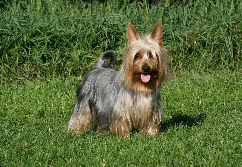 Một số hình ảnh chó Silky Terrier 8