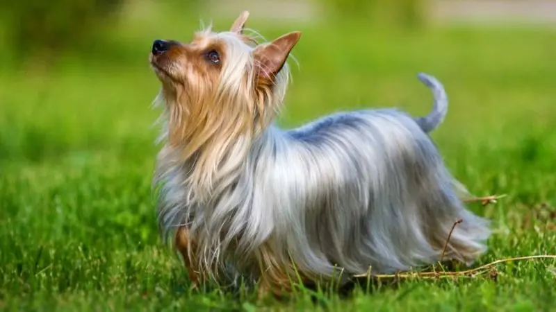 Một số hình ảnh chó Silky Terrier 9