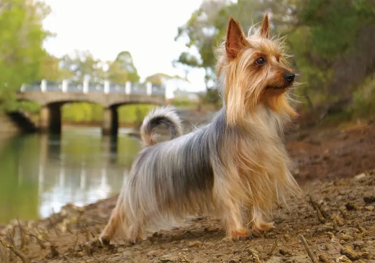 Một số hình ảnh chó Silky Terrier 10