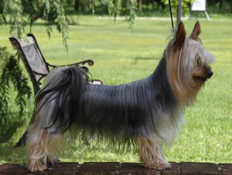 Một số hình ảnh chó Silky Terrier 11