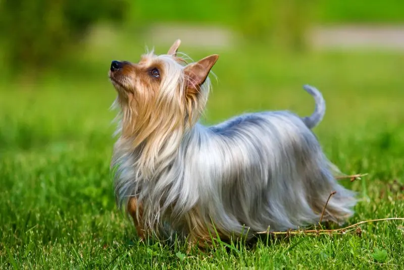 Một số hình ảnh chó Silky Terrier 12