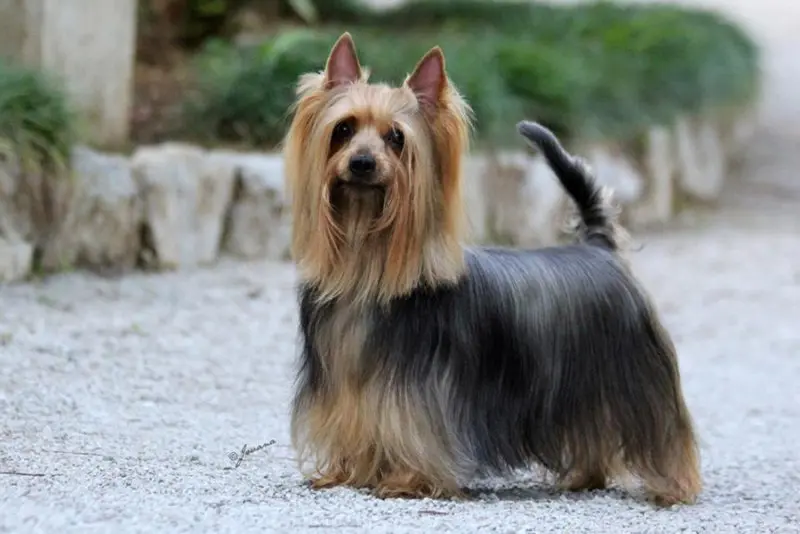 Một số hình ảnh chó Silky Terrier 13