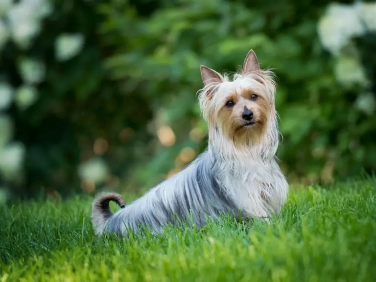 Một số hình ảnh chó Silky Terrier 14