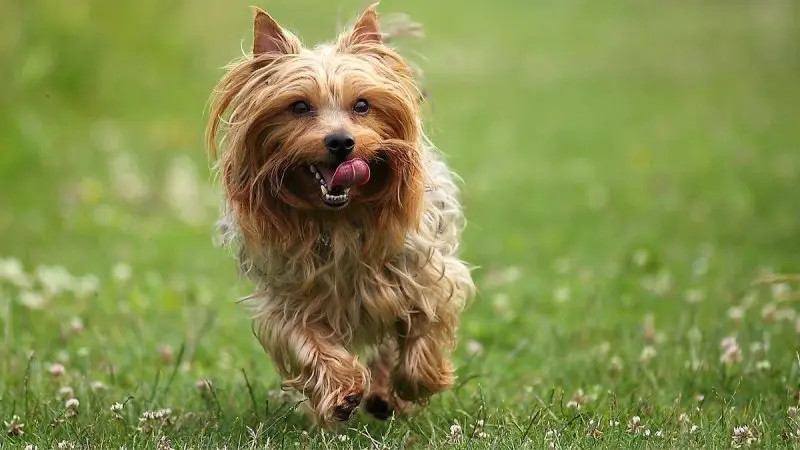 Một số hình ảnh chó Silky Terrier 15