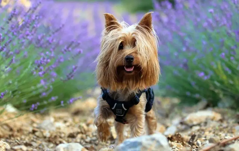 Một số hình ảnh chó Silky Terrier 16