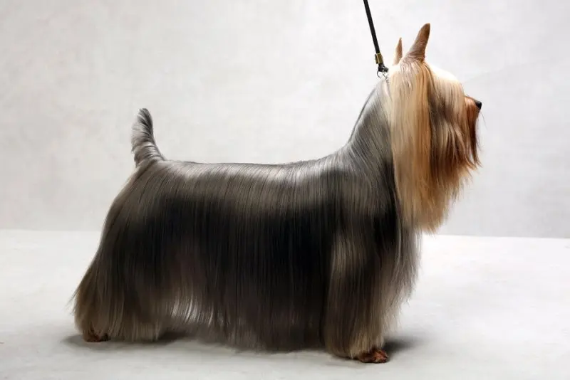 Một số hình ảnh chó Silky Terrier 17