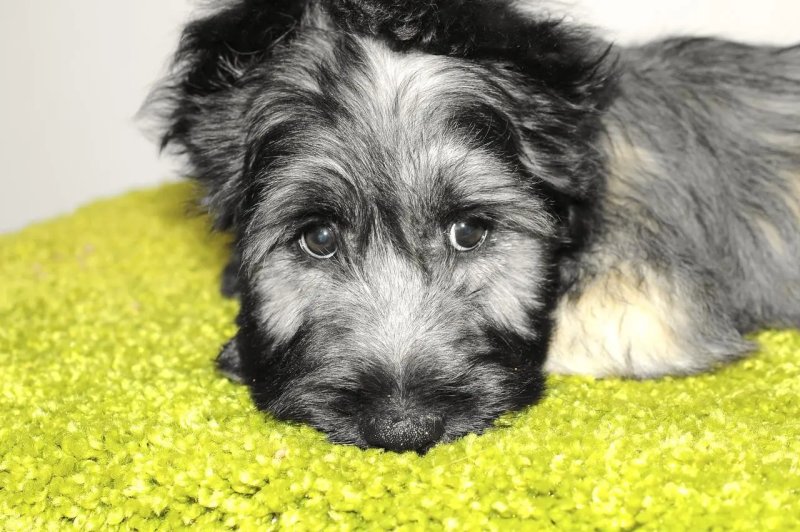 Nguồn gốc của chó Skye Terrier 1