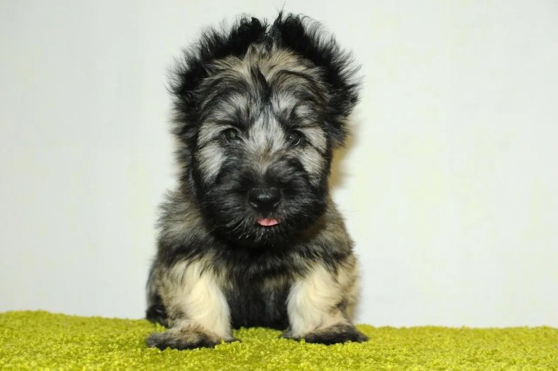 Đặc điểm của chó Skye Terrier 2