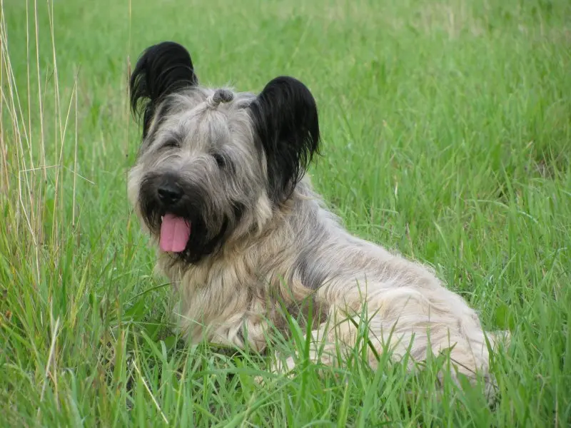 Cách chăm sóc chó Skye Terrier 3