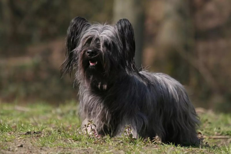 Cách chăm sóc chó Skye Terrier 4