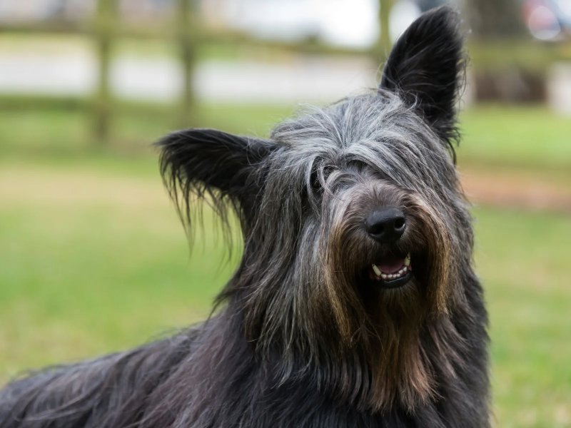 Tuổi thọ và sức khỏe của chó Skye Terrier