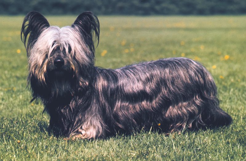 Hình ảnh chó Skye Terrier dễ thương 1