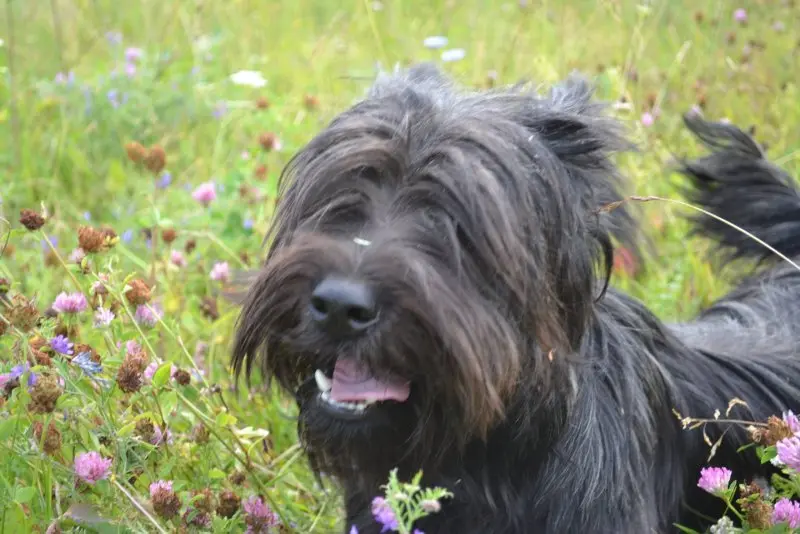 Hình ảnh chó Skye Terrier dễ thương 3