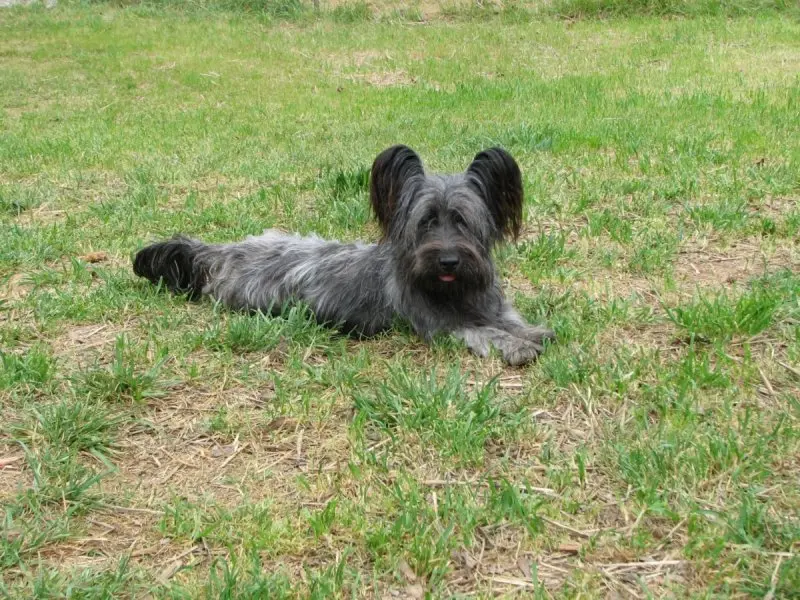 Hình ảnh chó Skye Terrier dễ thương 4