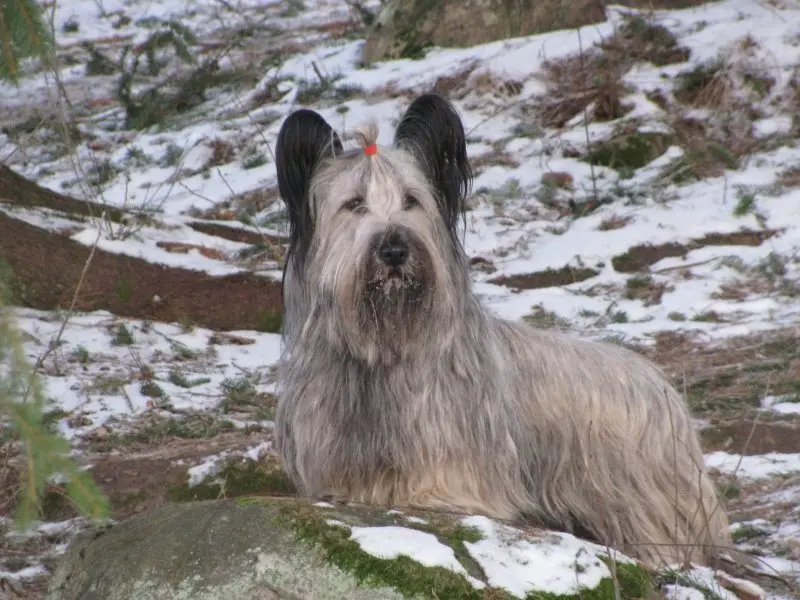 Hình ảnh chó Skye Terrier dễ thương 5