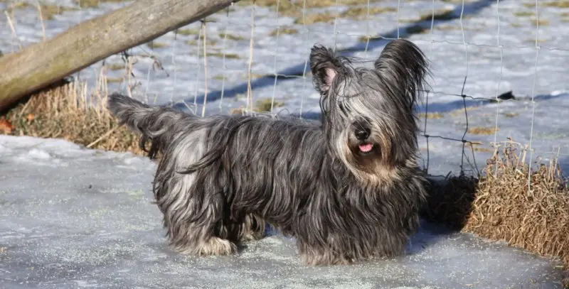 Hình ảnh chó Skye Terrier dễ thương 6