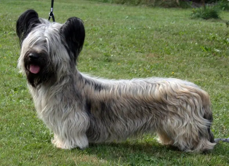 Hình ảnh chó Skye Terrier dễ thương 7