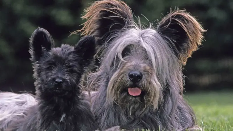 Hình ảnh chó Skye Terrier dễ thương 8