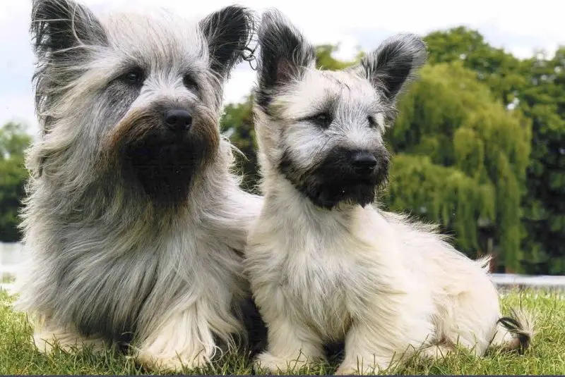 Hình ảnh chó Skye Terrier dễ thương 9