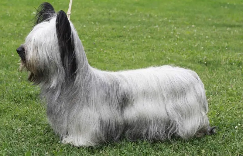 Hình ảnh chó Skye Terrier dễ thương 10