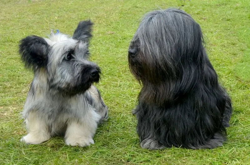 Hình ảnh chó Skye Terrier dễ thương 11