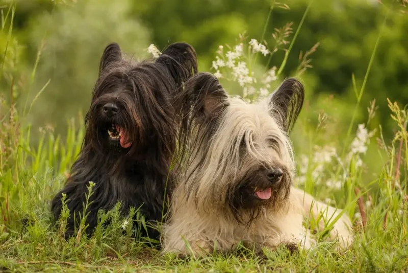 Hình ảnh chó Skye Terrier dễ thương 13