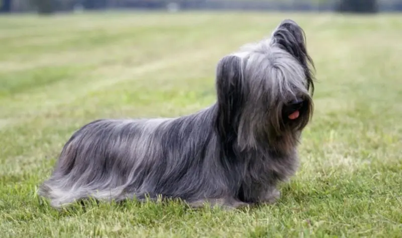 Hình ảnh chó Skye Terrier dễ thương 14