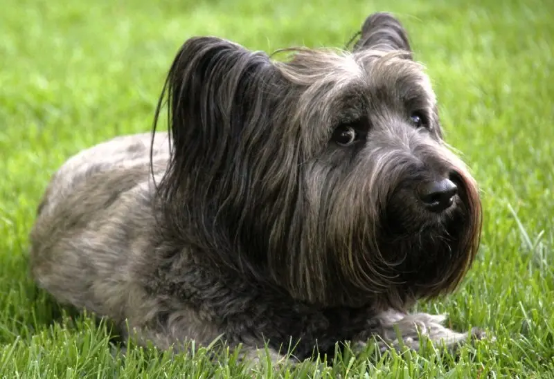 Hình ảnh chó Skye Terrier dễ thương 15