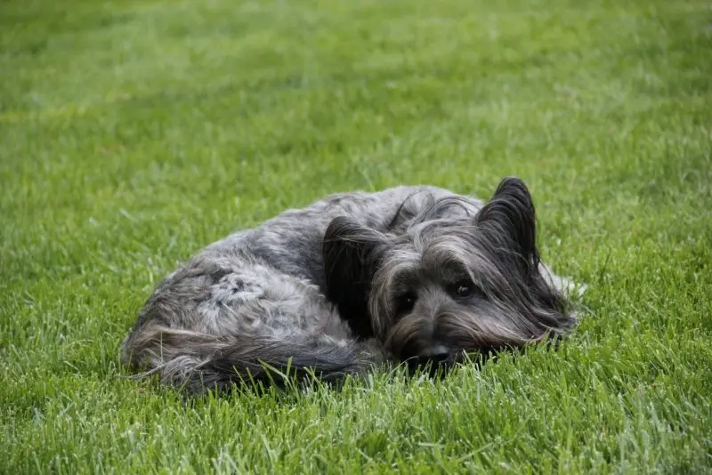 Hình ảnh chó Skye Terrier dễ thương 16