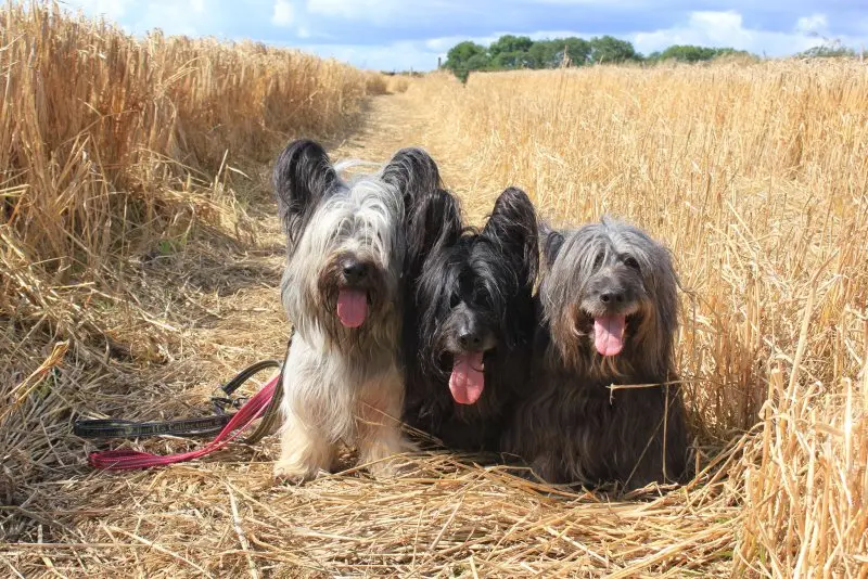 Hình ảnh chó Skye Terrier dễ thương 18