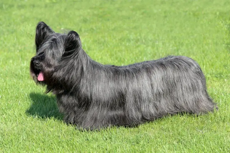 Hình ảnh chó Skye Terrier dễ thương 19