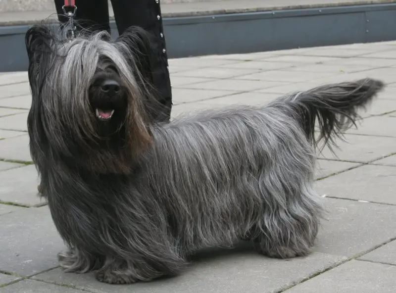 Hình ảnh chó Skye Terrier dễ thương 20