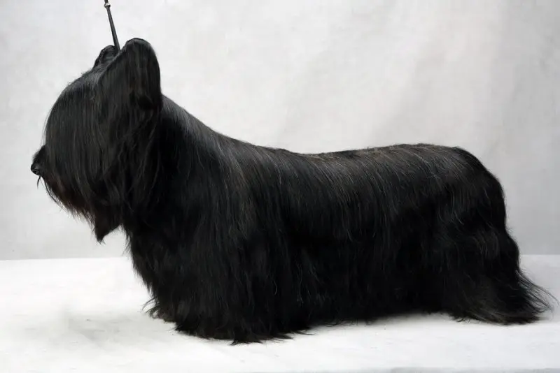 Hình ảnh chó Skye Terrier dễ thương 21