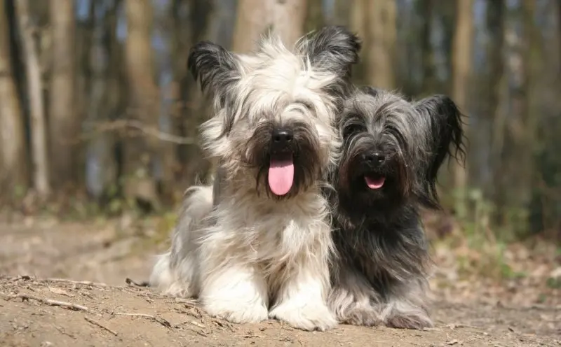 Hình ảnh chó Skye Terrier dễ thương 22